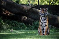 Tiger im Ruhezustand