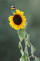 Europäischer Bienenfresser (Merops apiaster)