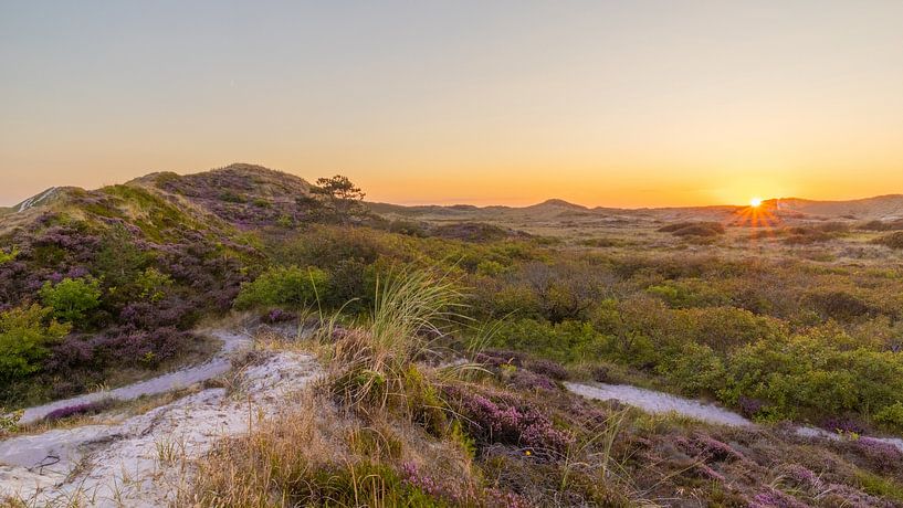 Bruyère pourpre dans les dunes de Schoorl au coucher du soleil par Bram Lubbers
