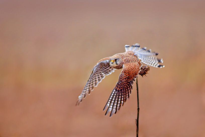 ein weiblicher Turm Falke (Falco tinnunculus) im Flug beim Start von einer Sonnenblume von Mario Plechaty Photography