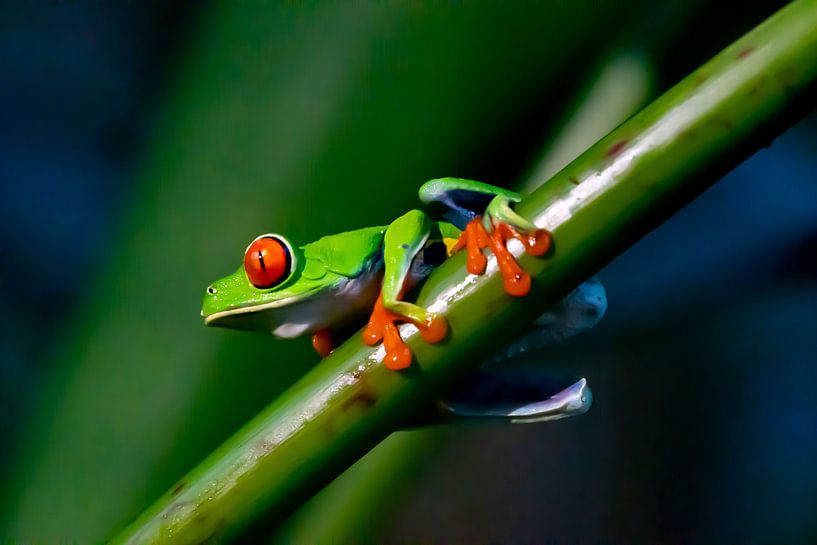 Grenouille aux yeux rouges par Merijn Loch