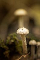 Fairy mushroom in autumn forest - De Mortelen