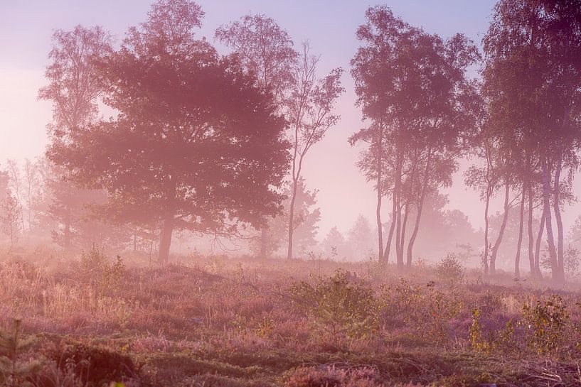 Neblige niederländische Moorlandschaft von Maarten Zeehandelaar