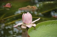 Lellie and green water