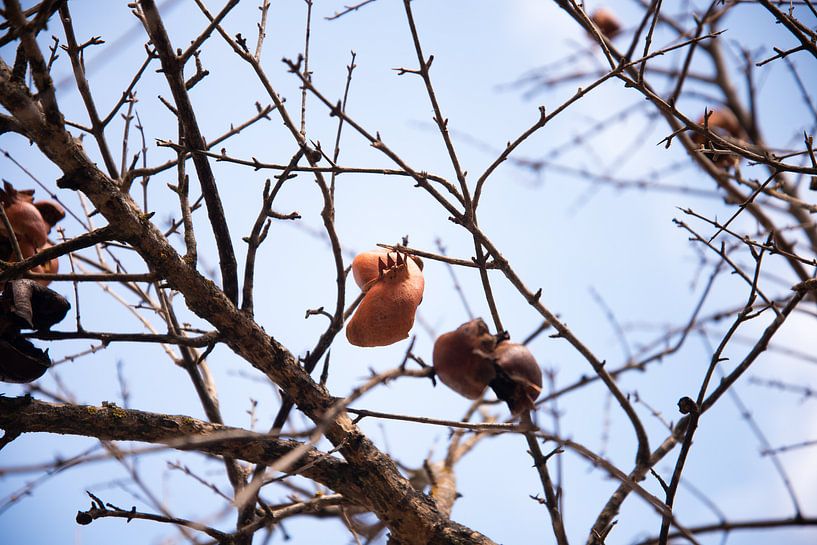 pomegranate by Eva Overbeeke