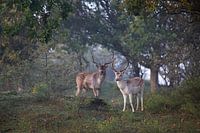 Fallow deer
