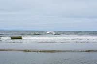 Vol de mouette à la mer