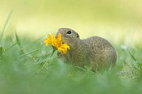 Siesel with yellow flower