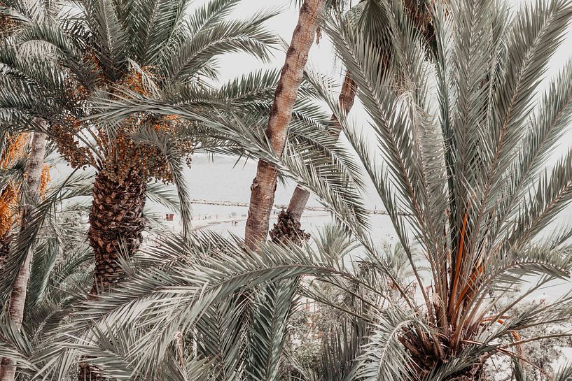 Palmiers à Alicante par Shelena van de Voorde