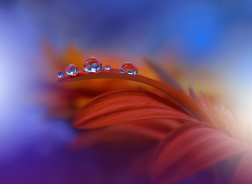 Metamorphosis by Juliana Nan