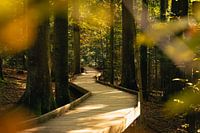 Idyllic wooden path in autumn forest