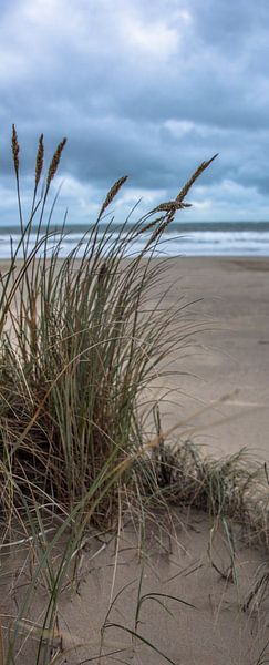 De Duinen par Alex Hiemstra