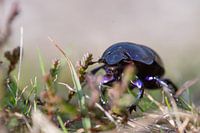 Close-up of dung beetle