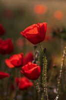 Mohnblumen im Morgenlicht