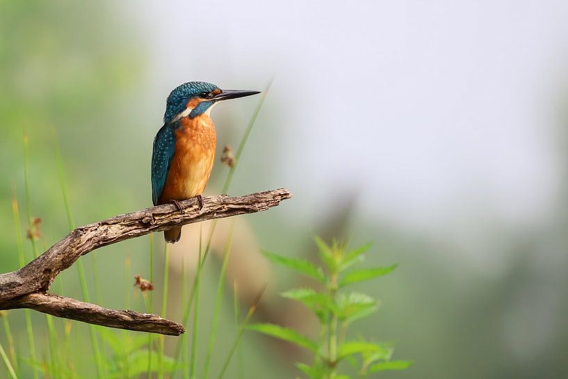 Eisvogel von Karin van Rooijen Fotografie