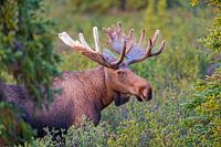 L'orignal en première lueur dans le parc national Denali en Alaska
