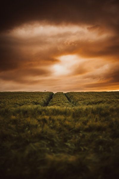 Sunset by Fabian Elsing