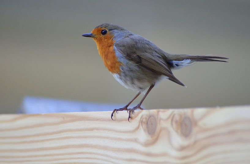 Robin/Robin von Joyce Derksen