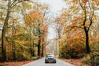 Oldtimer Mini Cooper auf der Straße in einem Herbstwald | Veluwe, Niederlande