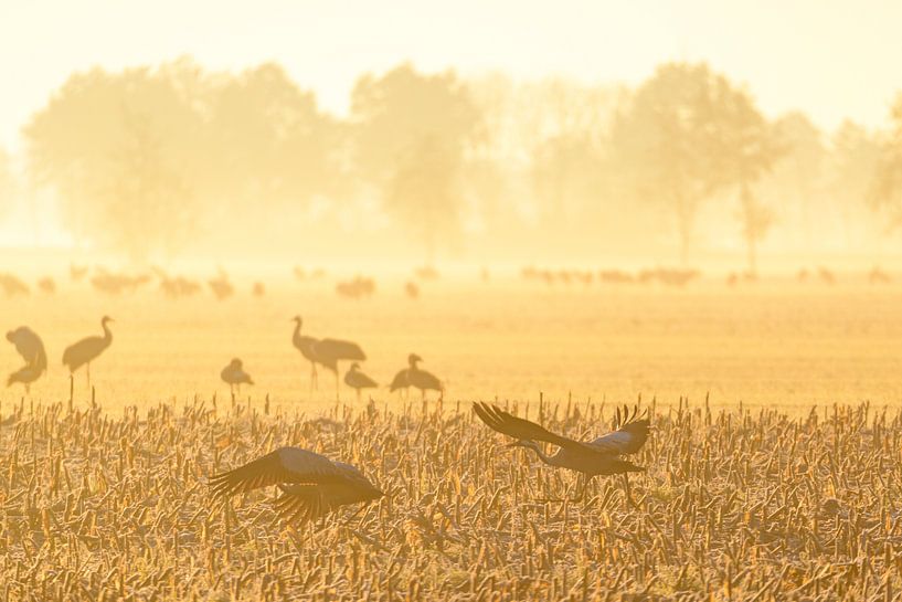 Crane birds during an early autumn sunrise by Sjoerd van der Wal Photography