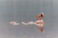 Weerspiegeling een in het water - pastel
