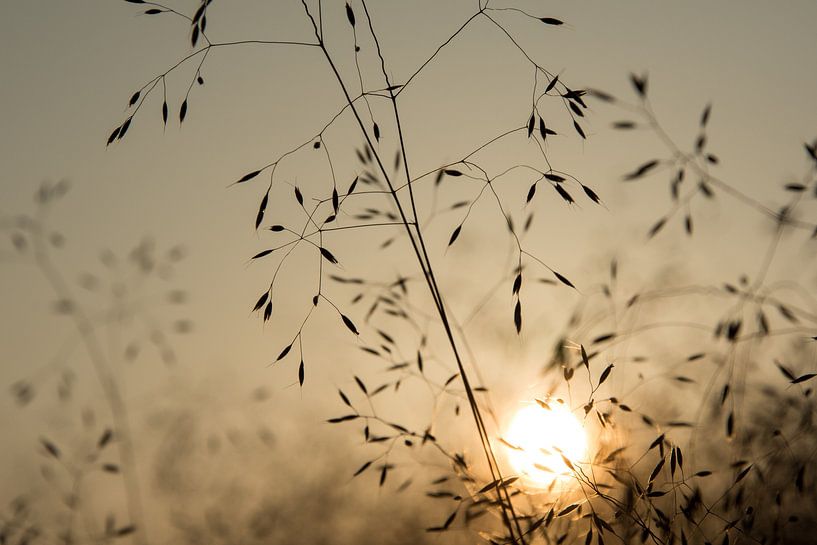 Gras by Yvonne van der Meij