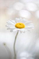 Marguerite in weichem Licht.