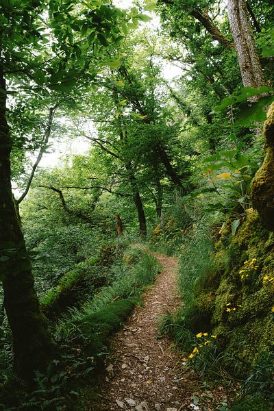 Märchenwald von Jochem de Jong