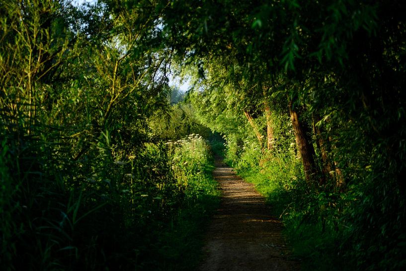 Waldweg bei Morgenlicht von Annemarie Goudswaard