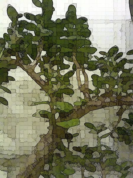 Crassula quadratisch von Henk-Jan van Tuyl