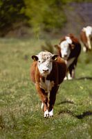 The view from the meadow