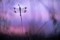 Bandheidelibel au lever du soleil