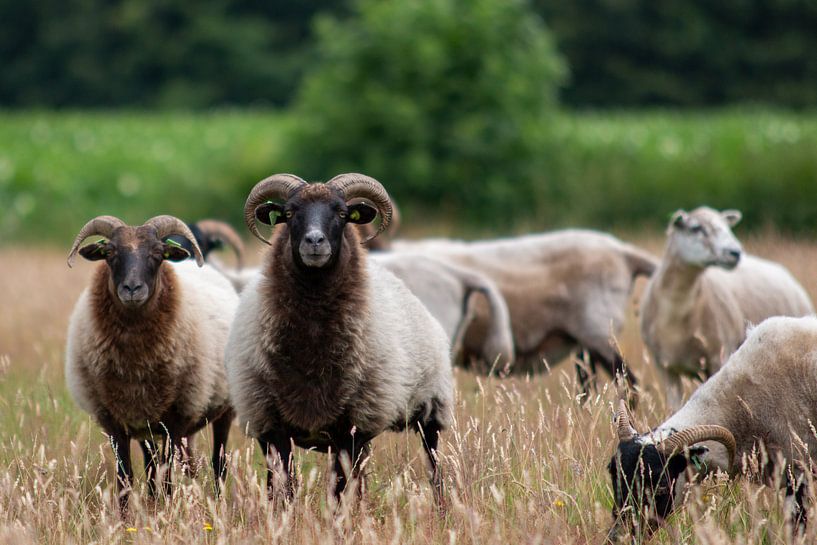 Moutons sur la lande de Drenthe par Suzanne Schoepe