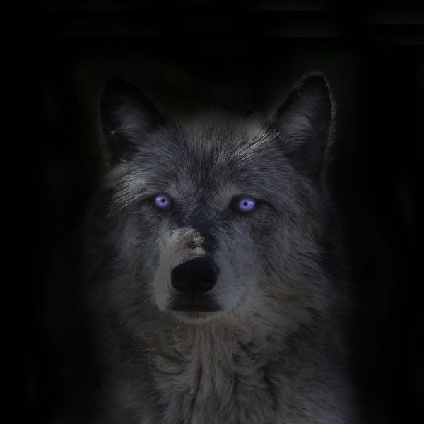 Wolf, Rocky Mountains wolf by Gert Hilbink