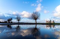 Fence Pollard Willows