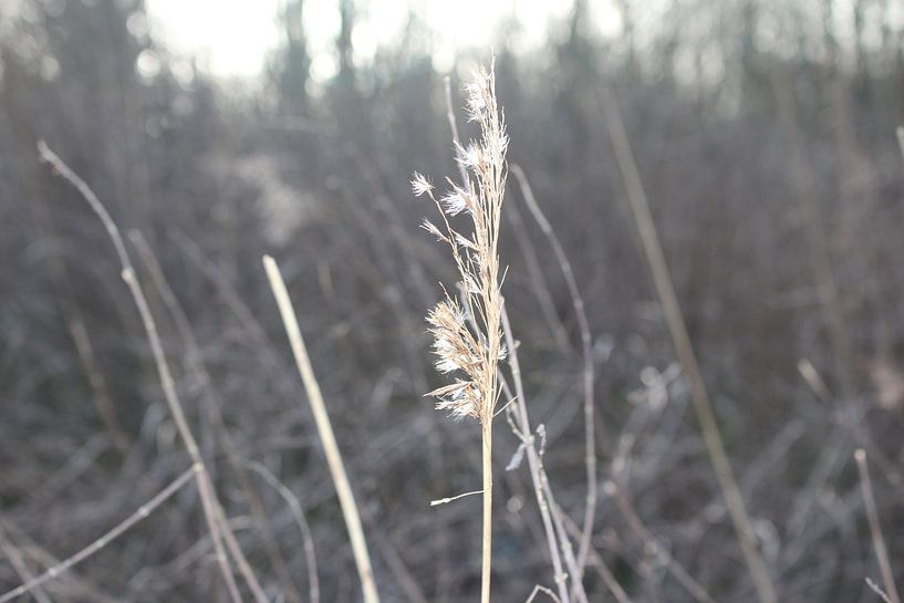 decembergras by jessica beek