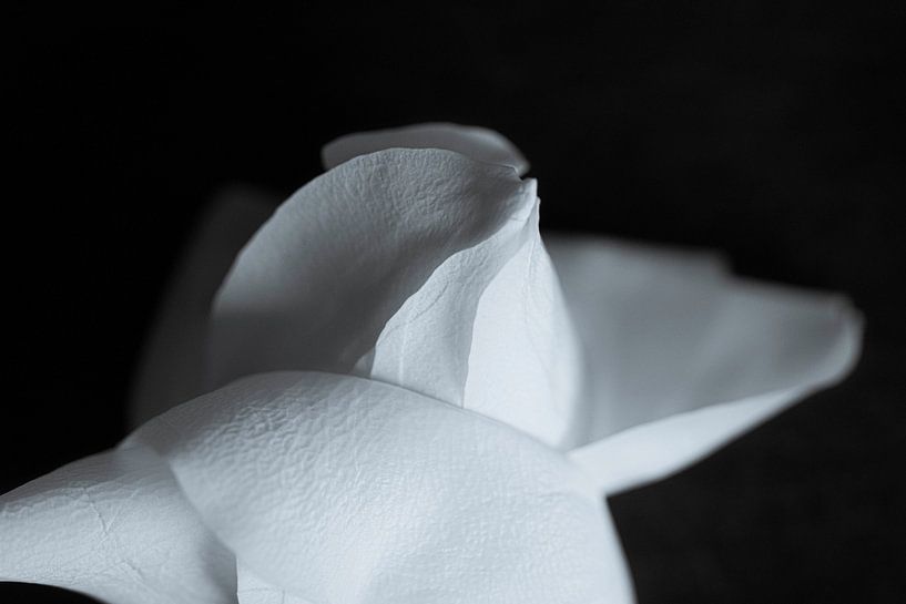 In der dunklen Serie Roses 'To be born' von Foto Studio Labie