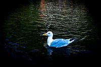 Zeemeeuw  dobberend op het water