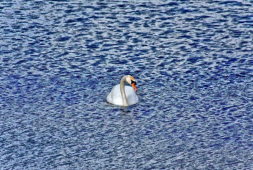 A swan in the Gendtse Waard by Jurjen Jan Snikkenburg