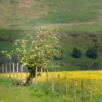 Aubépine dans le paysage