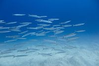 School of young barracudas