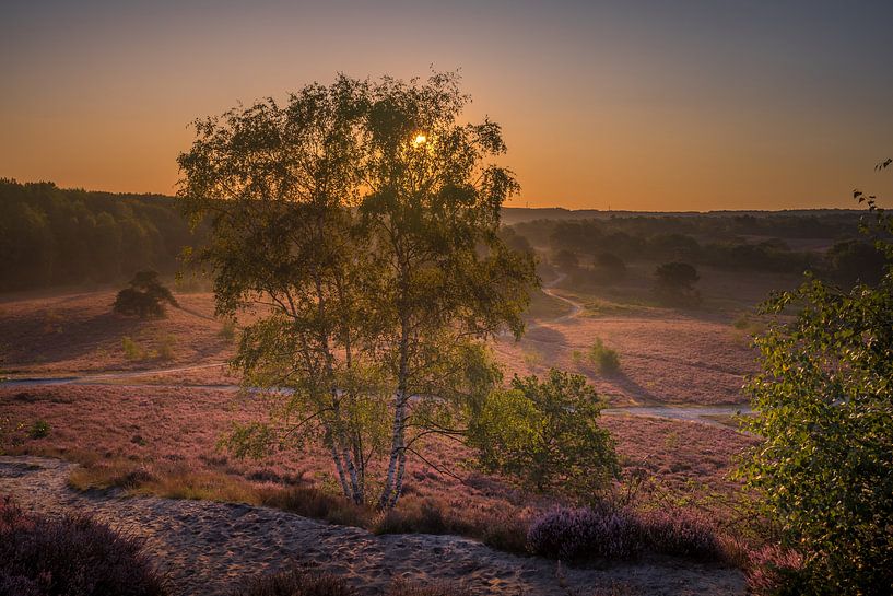 Sunrise at Brunssummerheide / Heather landscape by Maurice Meerten