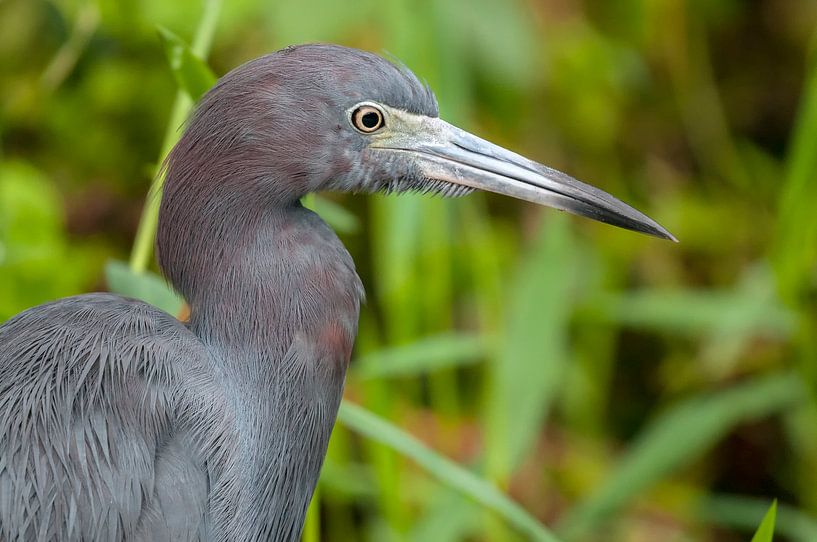 Kleine blauwe reiger par Maarten Verhees