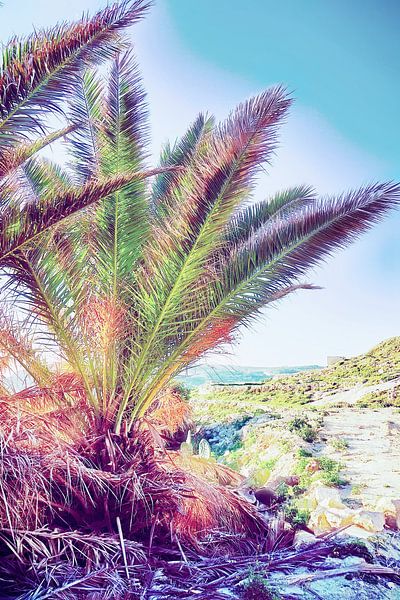 Paysage de palmiers par FRESH Fine Art