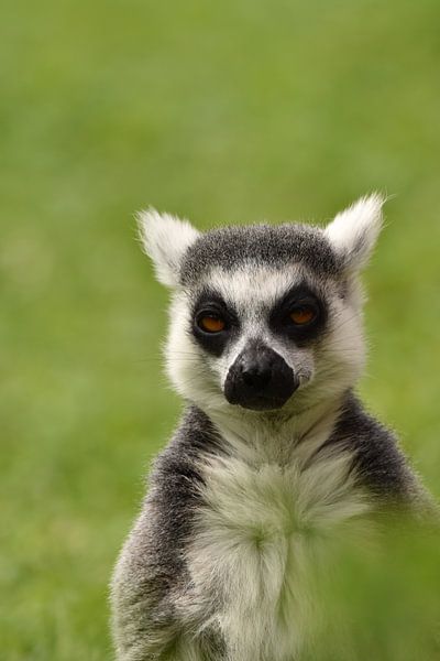 Ringstaartmaki von Sascha van Dam