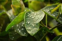 Wassertröpfchen auf einem Blatt
