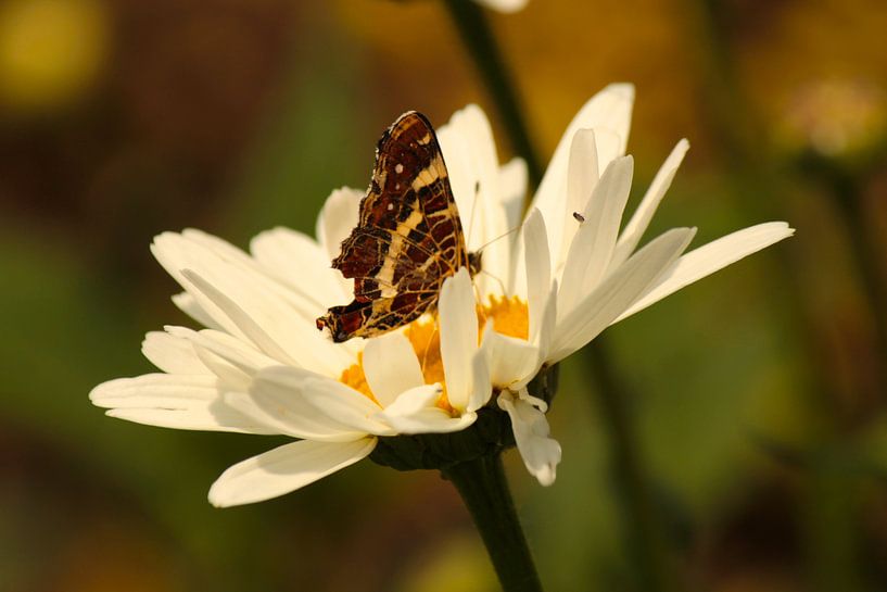Landkaartje von Lisa-Valerie Gerritsen