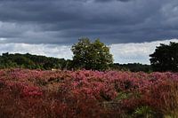 Heather under threatening skies