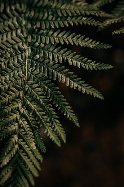 Sailing in the evening sun by Yvette Baur