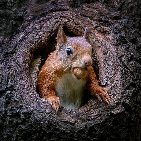 Squirrel with hazelnut in a hollow tree trunk. by Albert Beukhof